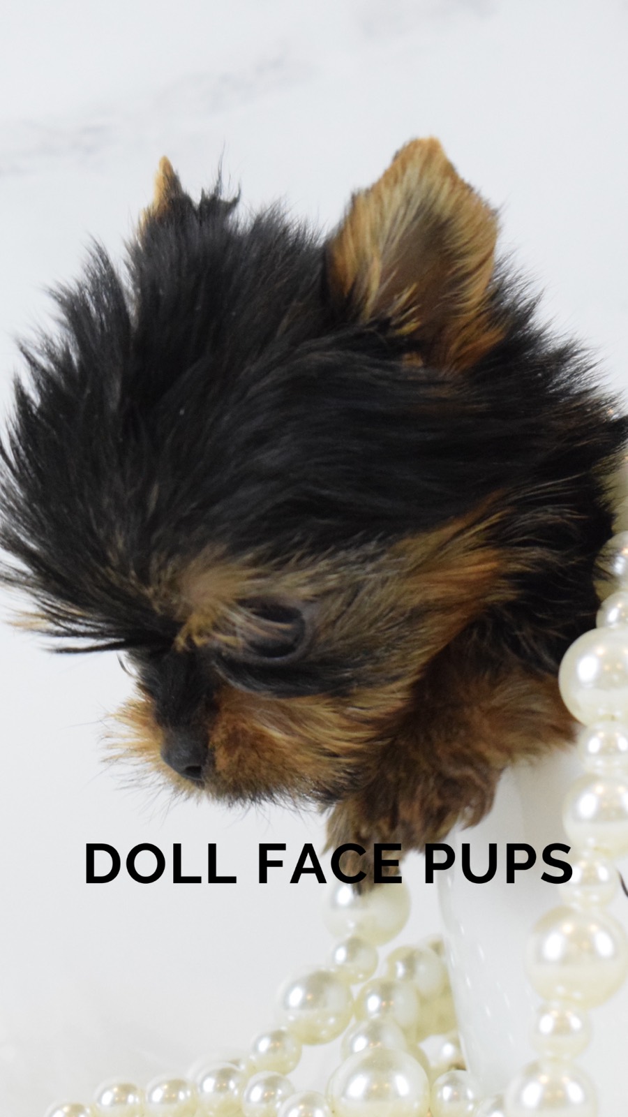 Doll Face Pups gallery 2