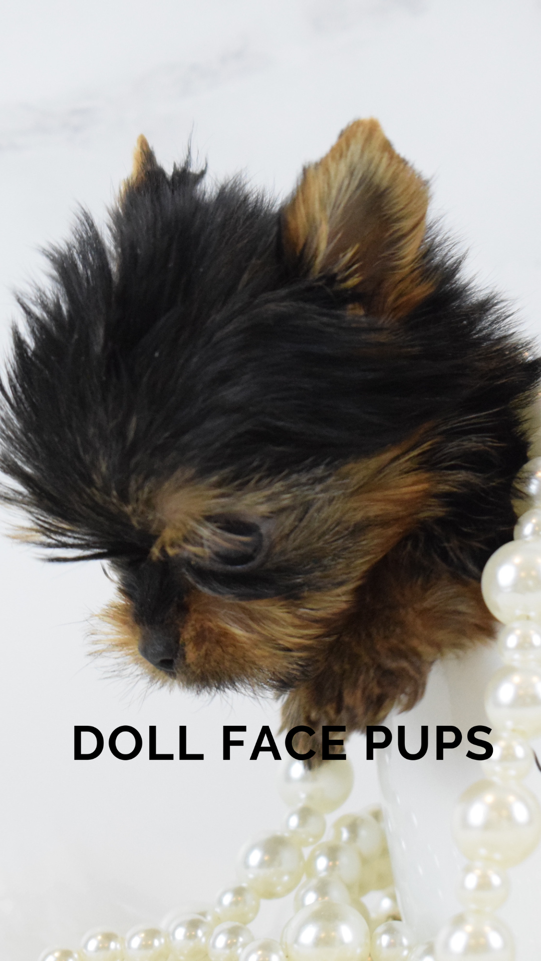 Doll Face Pups gallery 2