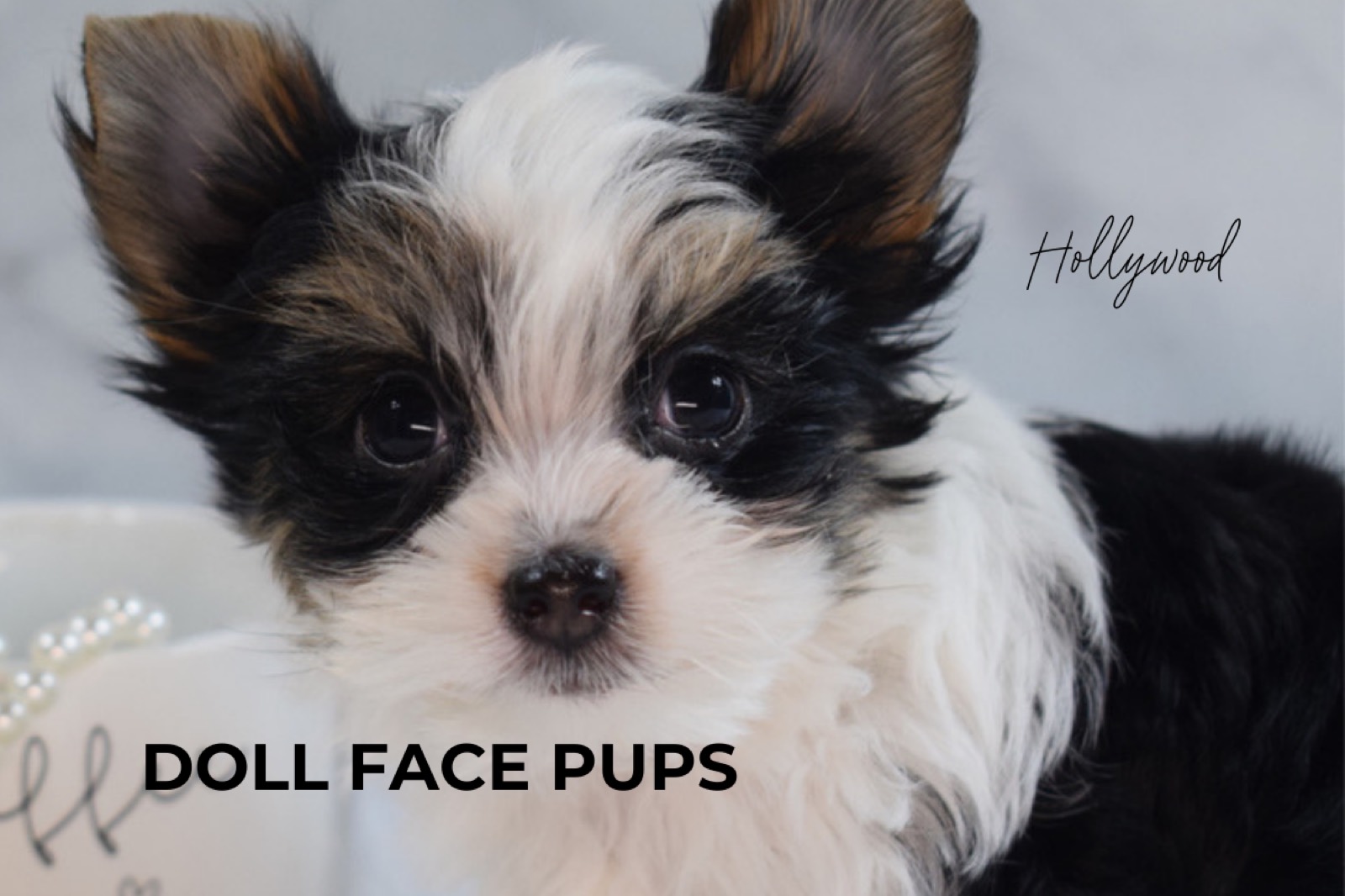 Doll Face Pups gallery 3