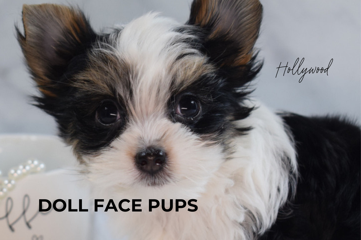 Doll Face Pups gallery 3
