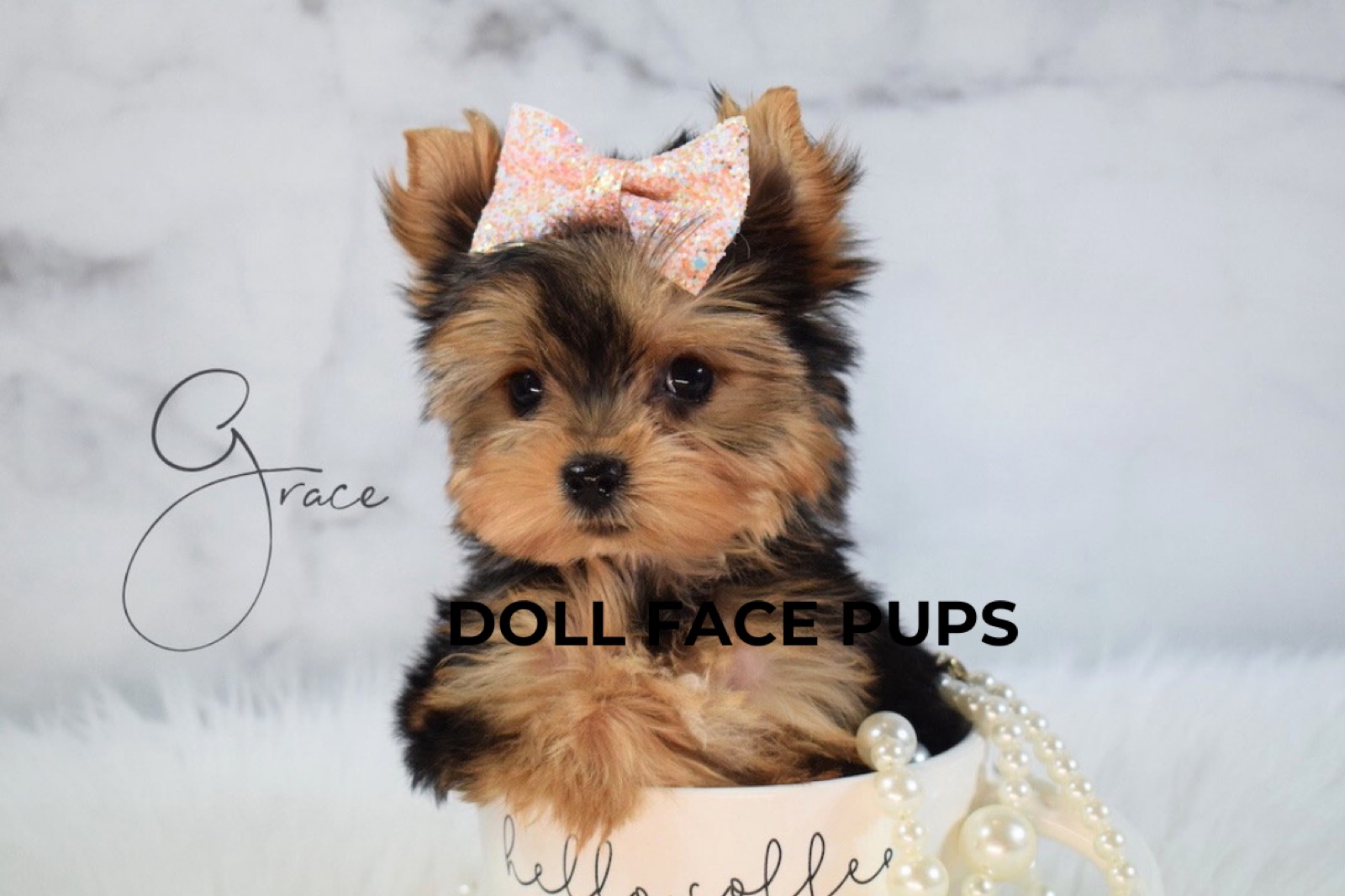 Doll Face Pups gallery 4