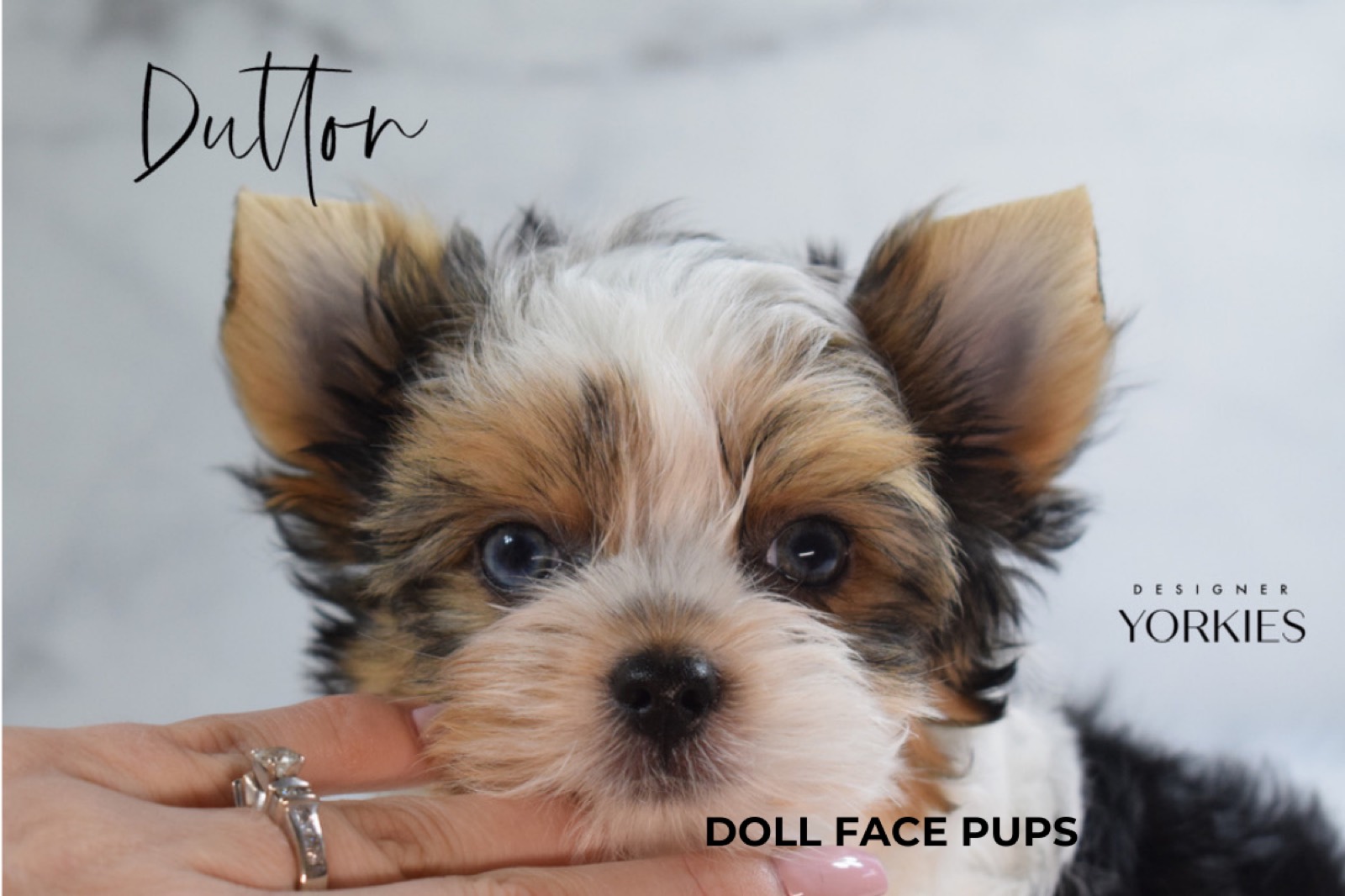 Doll Face Pups gallery 5