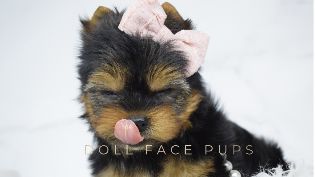 Doll Face Pup — tongue out