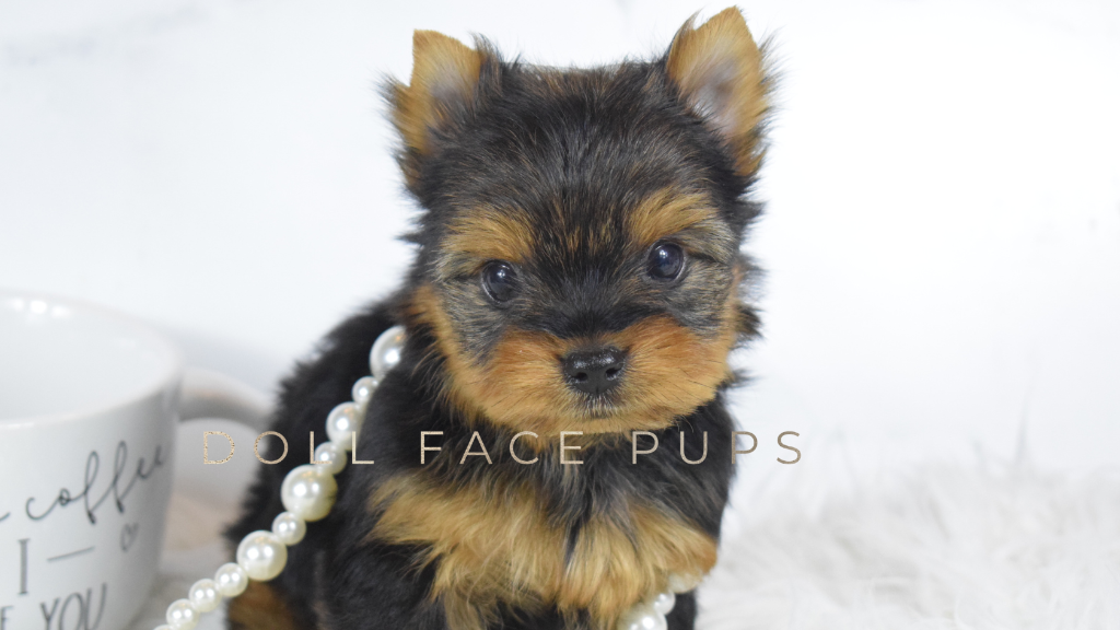 Doll Face Pup — coffee mug