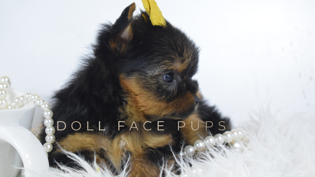 Doll Face Pup — yellow bow side