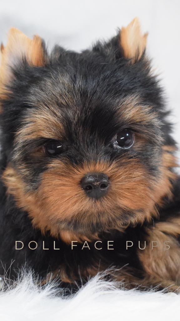 Doll Face Pup — fluffy ears
