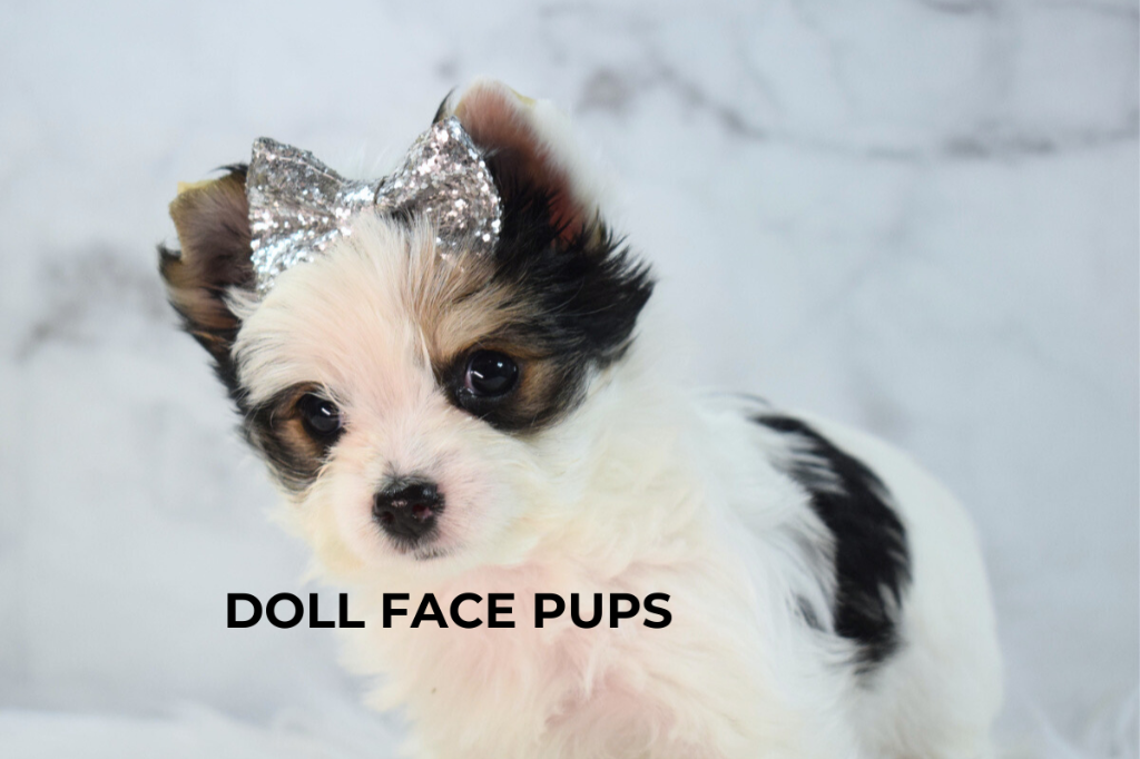 Doll Face Pup — silver glitter bow