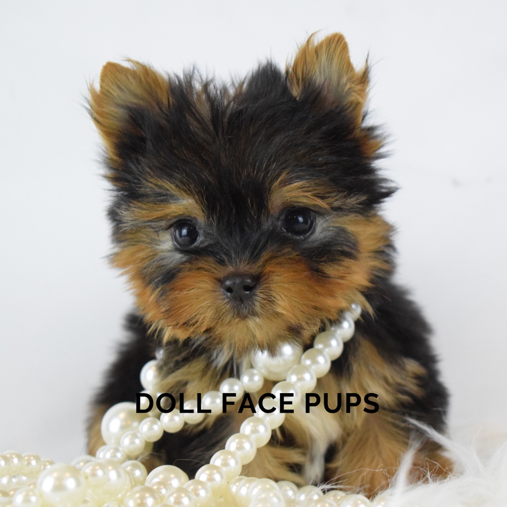 Doll Face Pup — tiny side pose