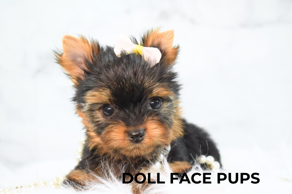 Doll Face Pup — small bow lying
