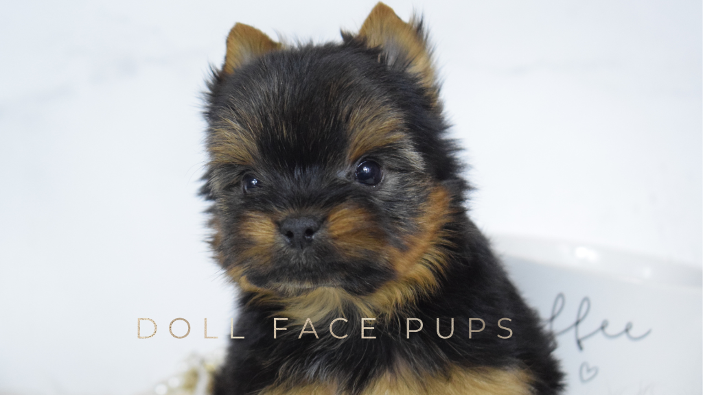 Doll Face Pup — yellow bow portrait