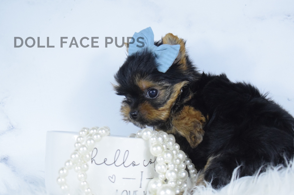 Doll Face Pup — coffee mug close