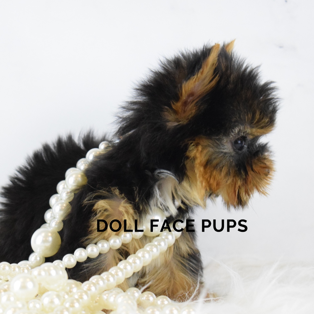 Doll Face Pup — yellow bow snuggled