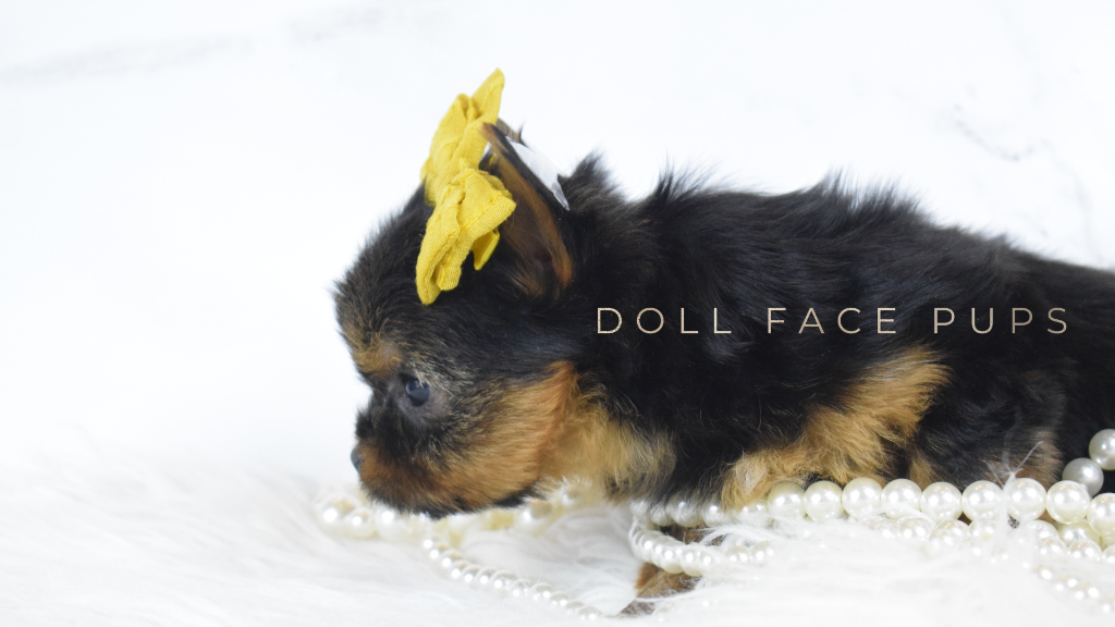 Doll Face Pup — blue bow with pearls