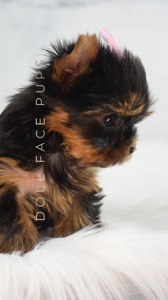 Doll Face Pup — side view tiny