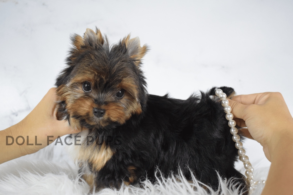 Doll Face Pup — pink bow side