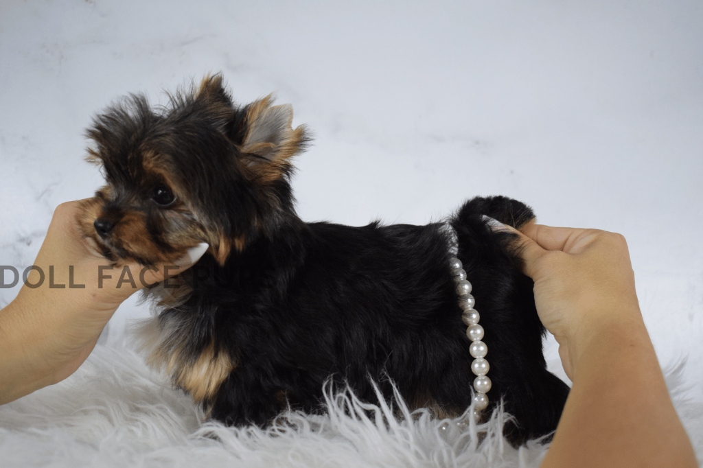Doll Face Pup — pearls side
