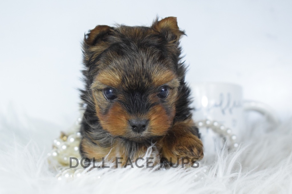 Doll Face Pup — purple bow in mug