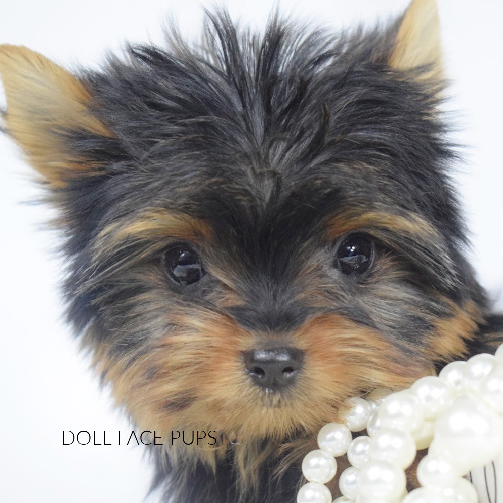 Doll Face Pup — big eyes close