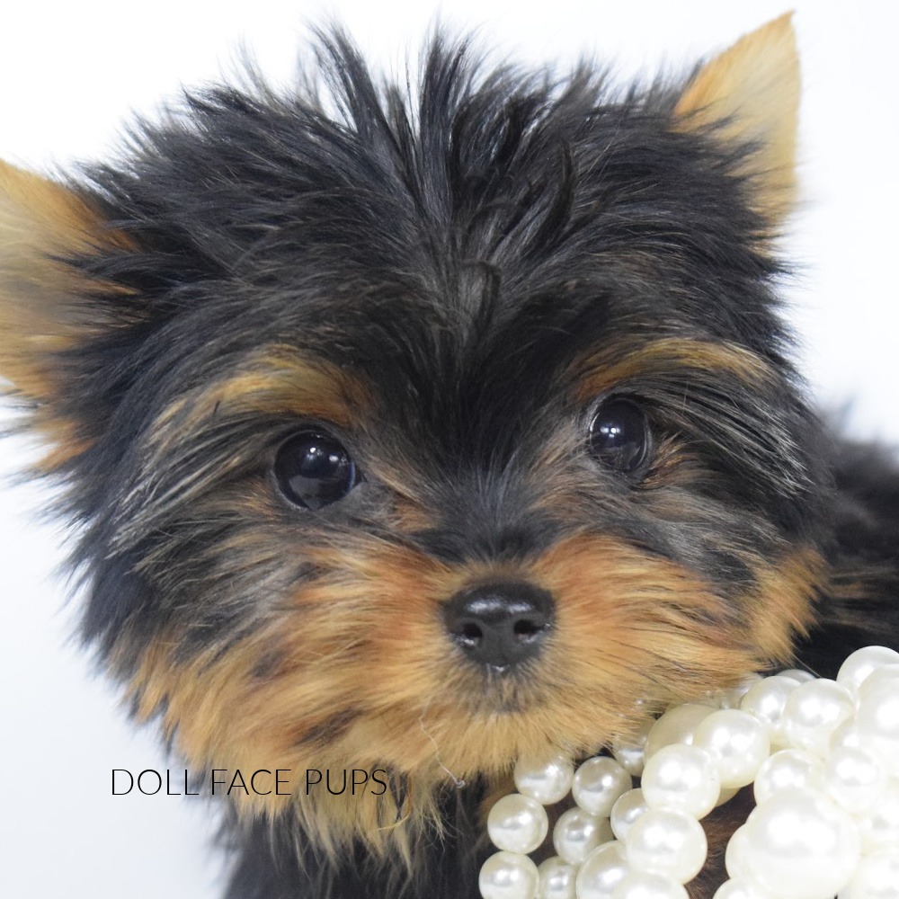 Doll Face Pup — face close up