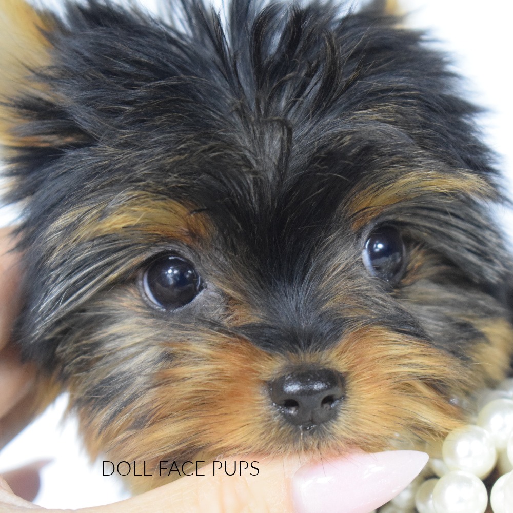 Doll Face Pup — macro face