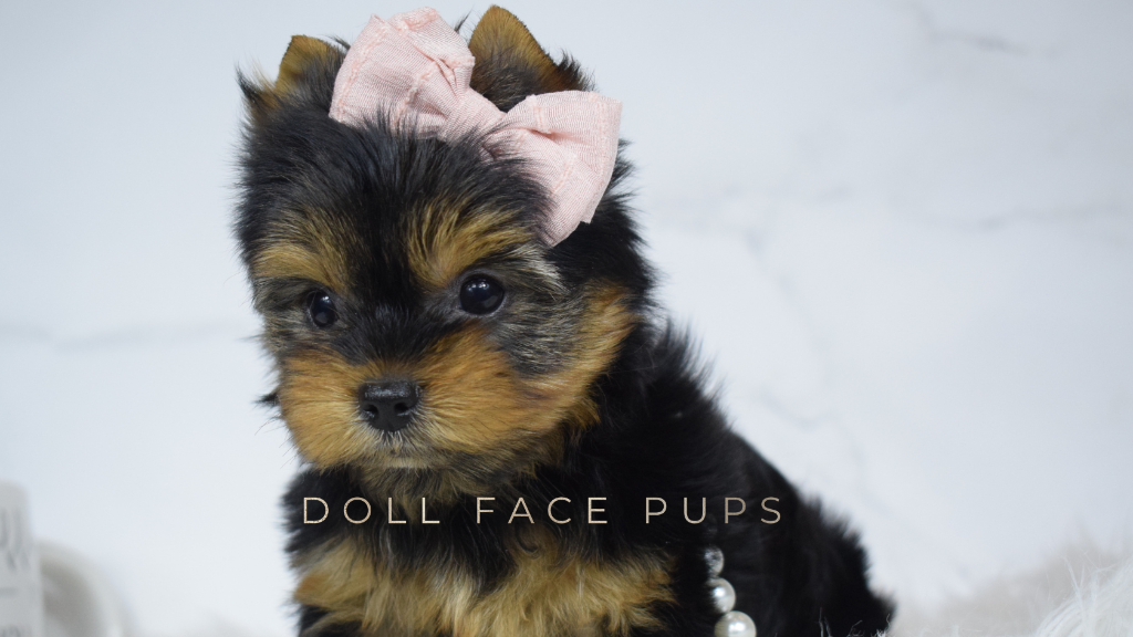 Doll Face Pup — pink bow