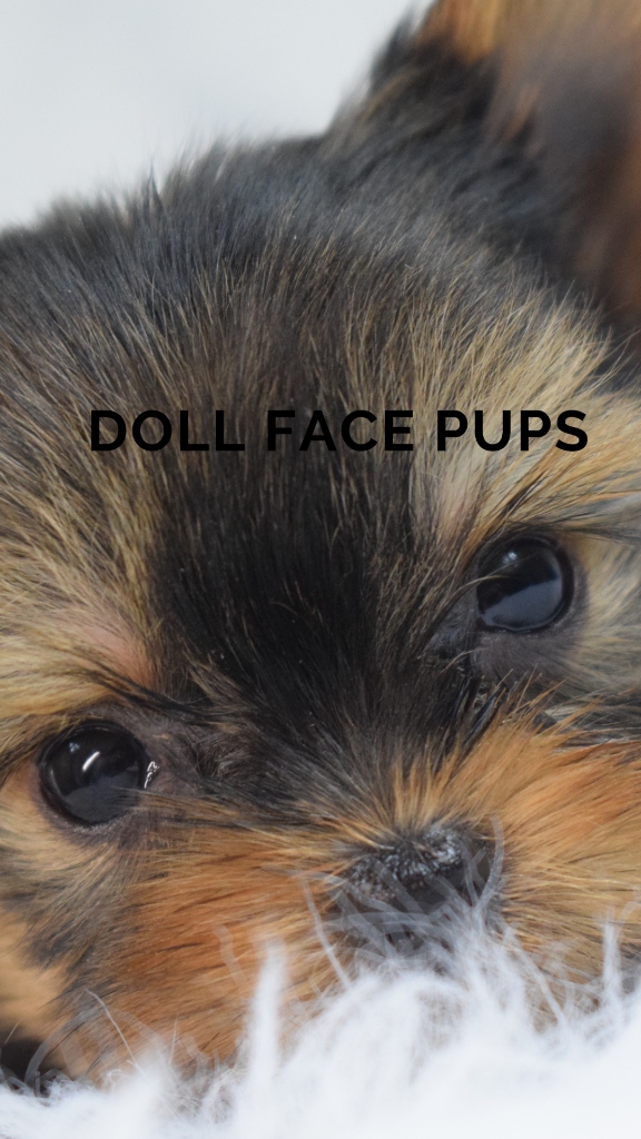 Doll Face Pup — close-up face