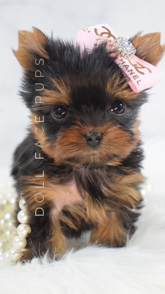 Doll Face Pup — Chanel bow