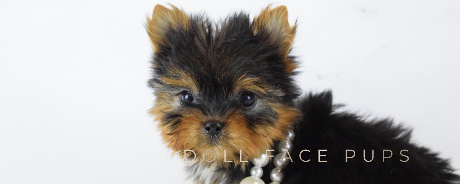 Doll Face Pups header 1