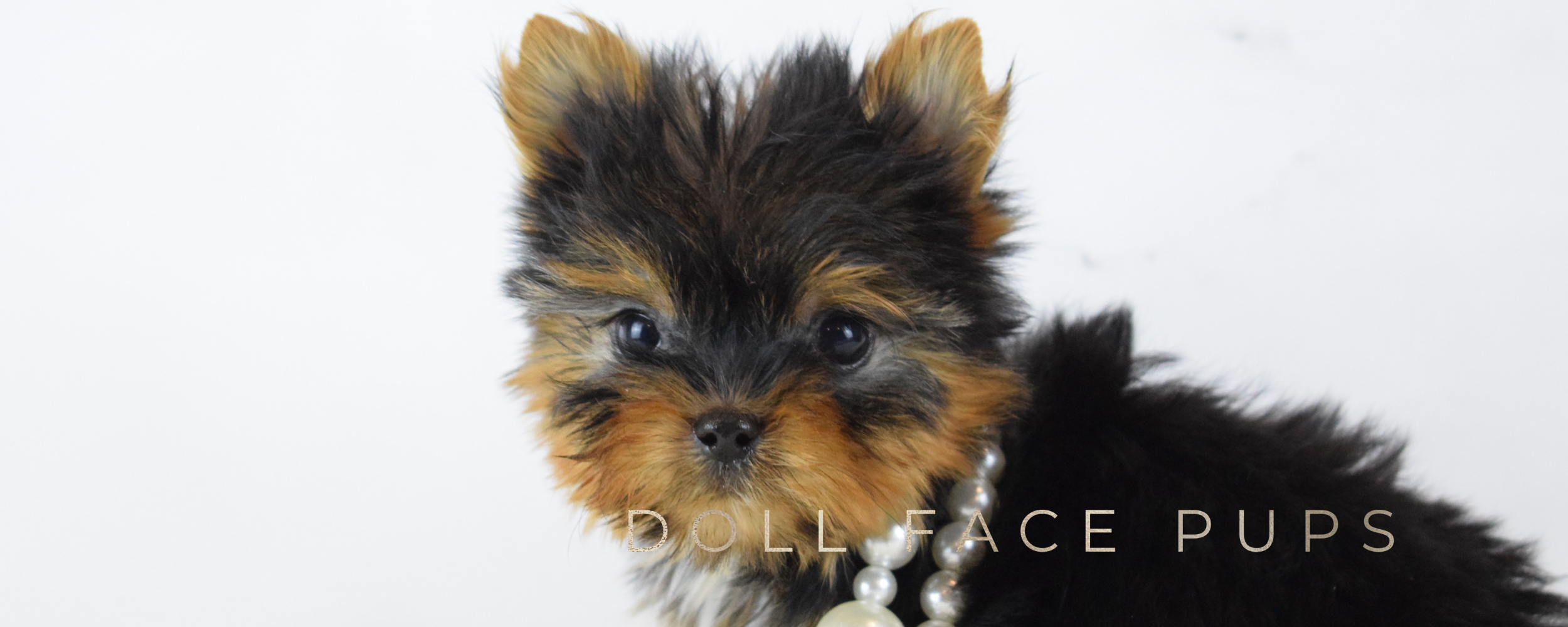 Doll Face Pups header 1