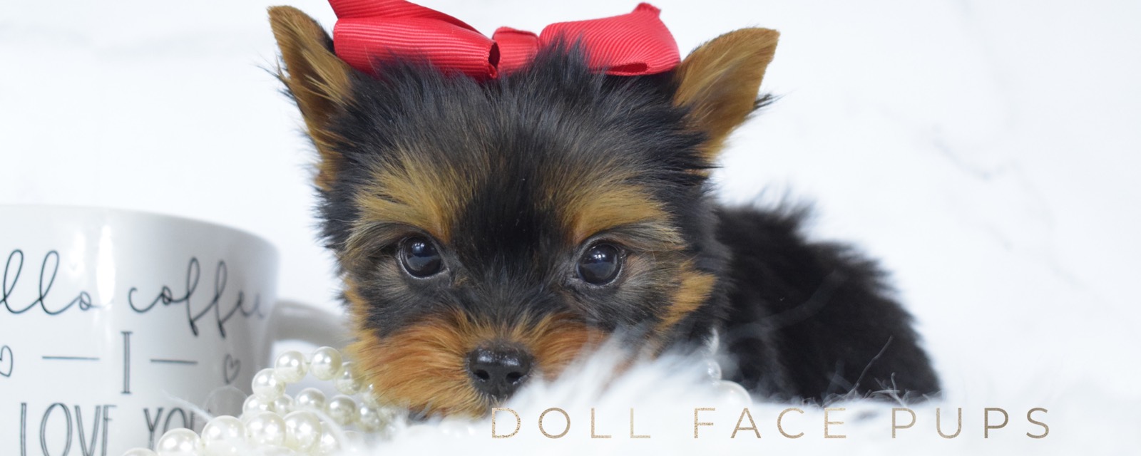 Doll Face Pups header 2