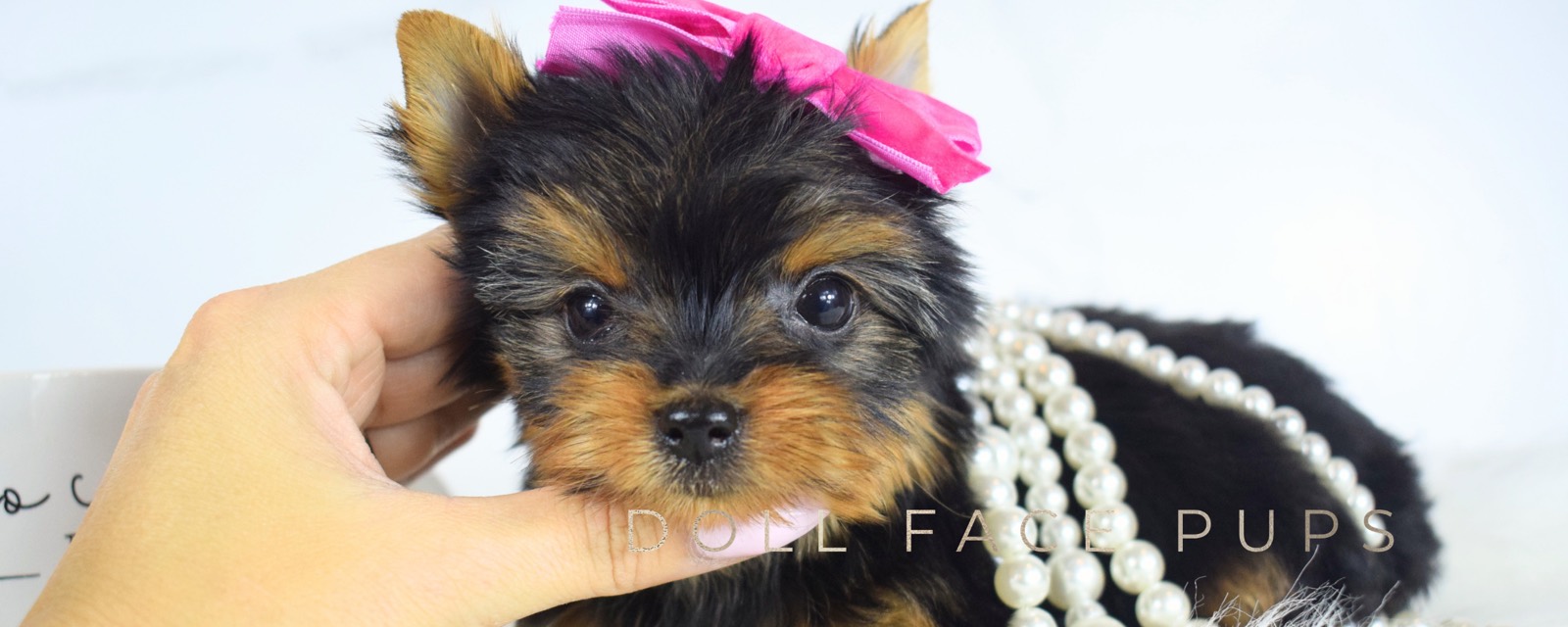 Doll Face Pups header 3