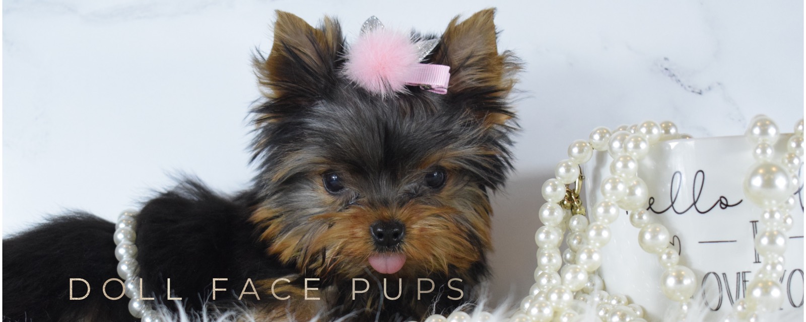 Doll Face Pups header 4