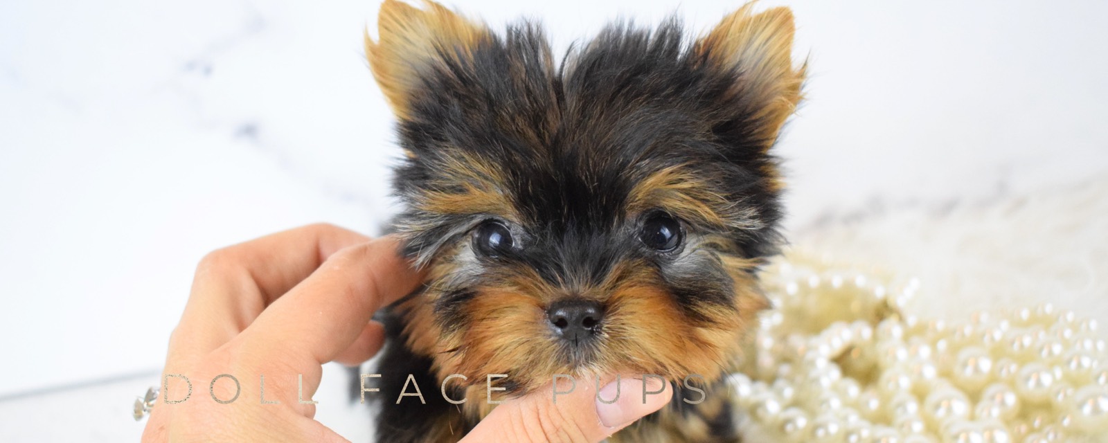 Doll Face Pups header 5