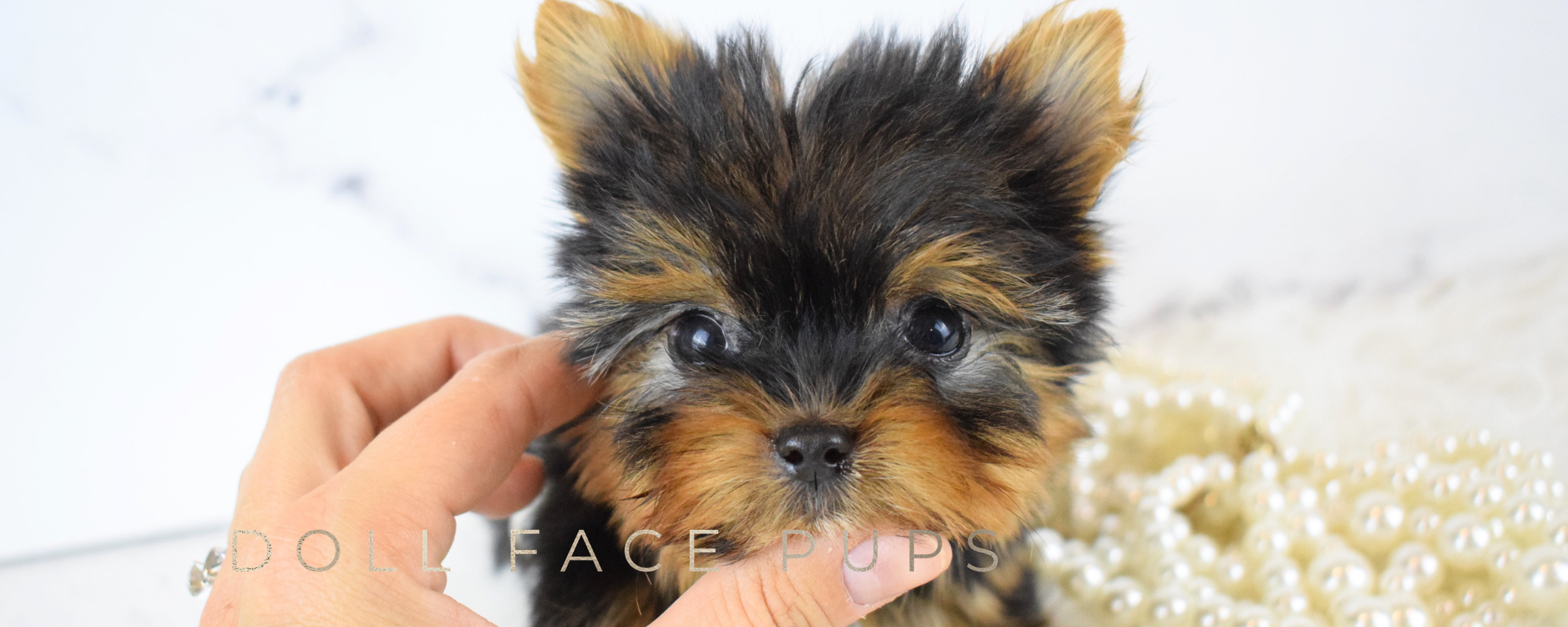 Doll Face Pups header 5