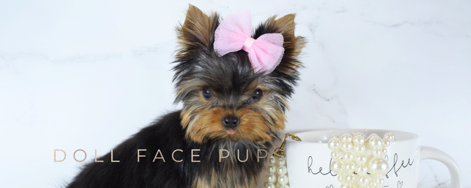 Doll Face Pups header 6
