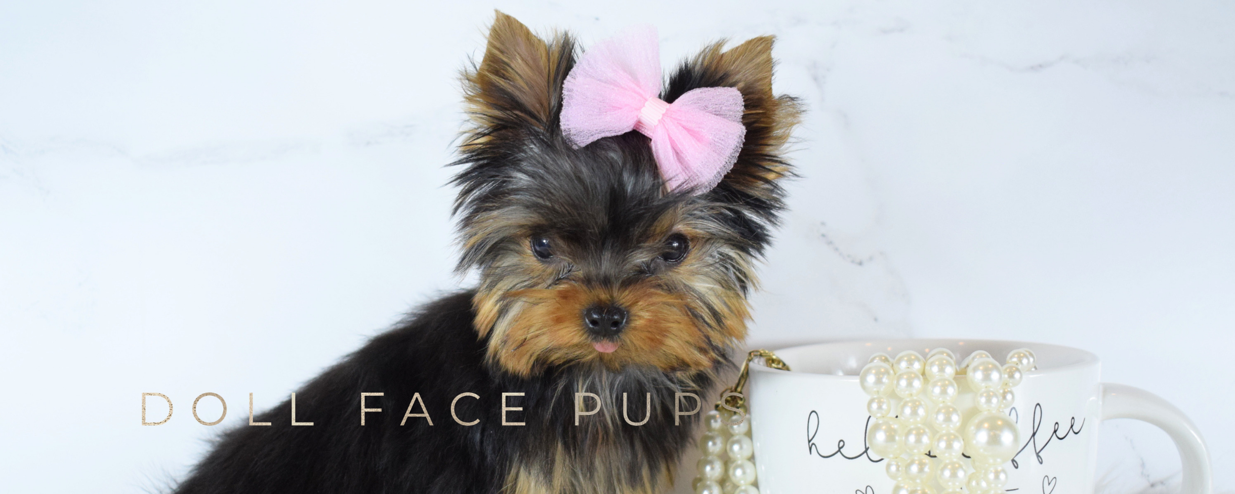 Doll Face Pups header 6