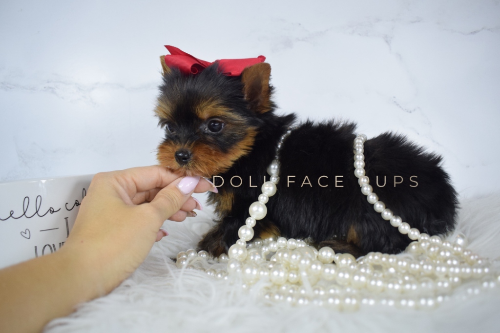 Doll Face Pups luxury micro Yorkies