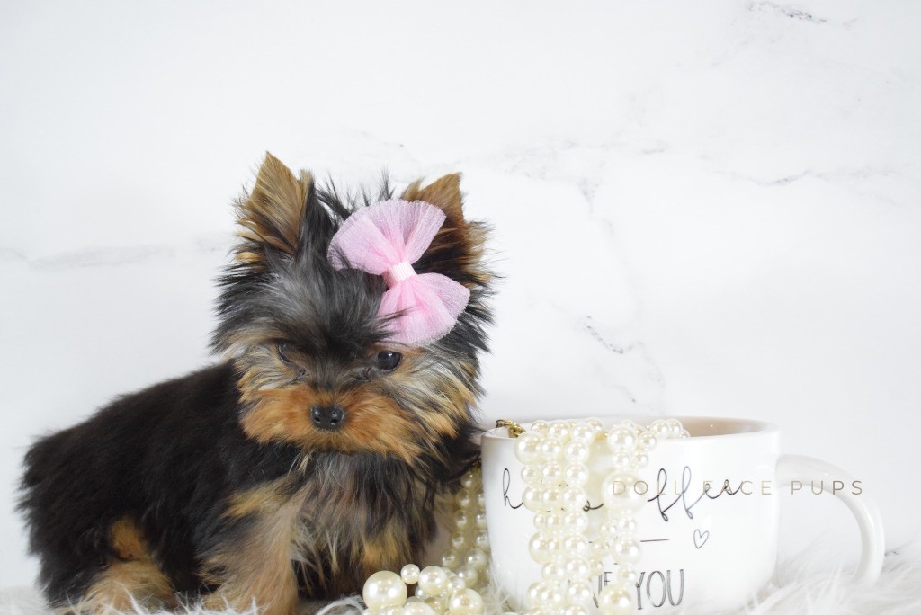 Tiny Yorkie puppy with pink bow next to a coffee mug