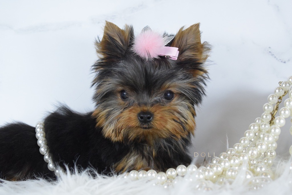Adorable Yorkie puppy with pink bow surrounded by pearls