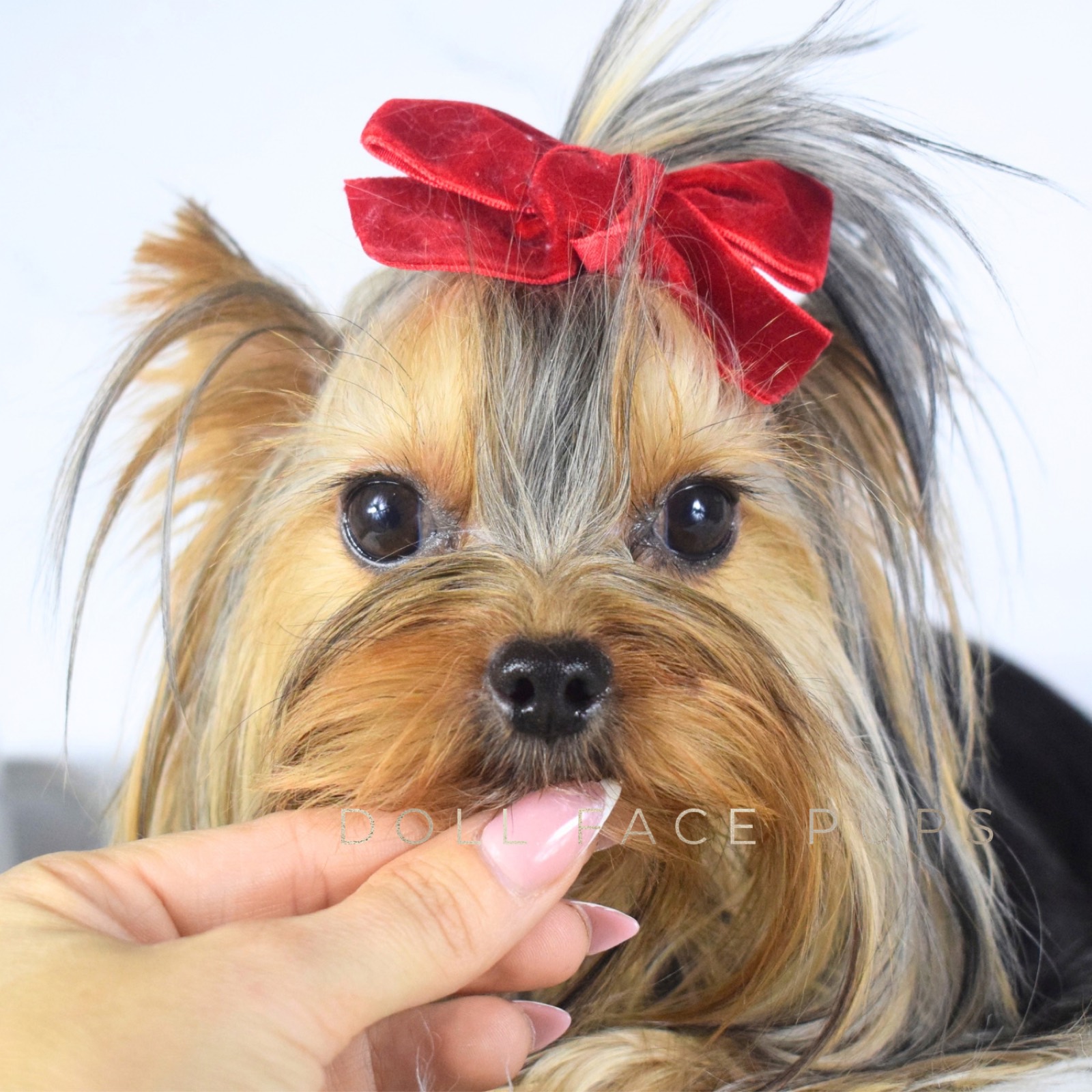 Butterscotch, a Yorkshire Terrier at Doll Face Pups