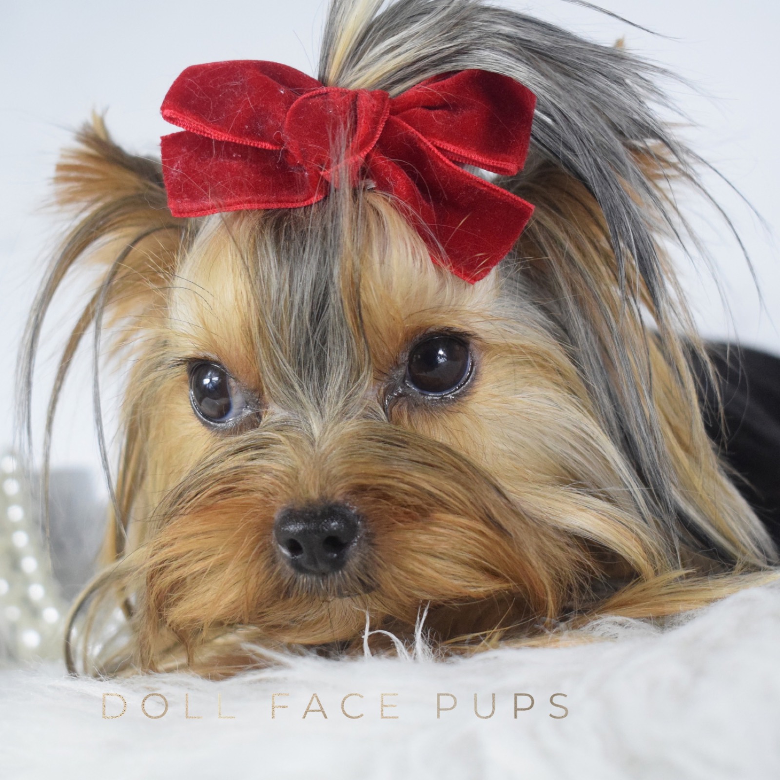 Butterscotch — photo 3