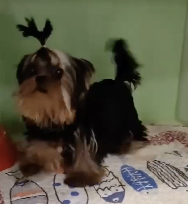 Dolcessa — Yorkshire Terrier at Doll Face Pups