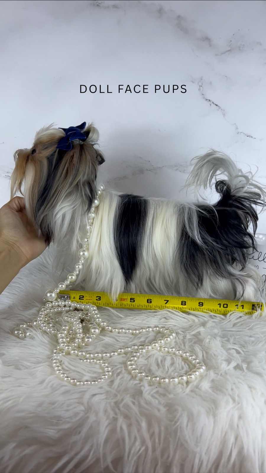 Luca — photo 5