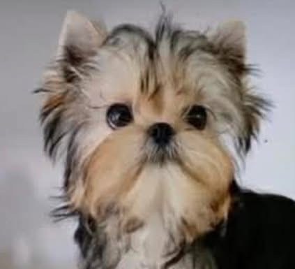 Playboy — Yorkshire Terrier at Doll Face Pups