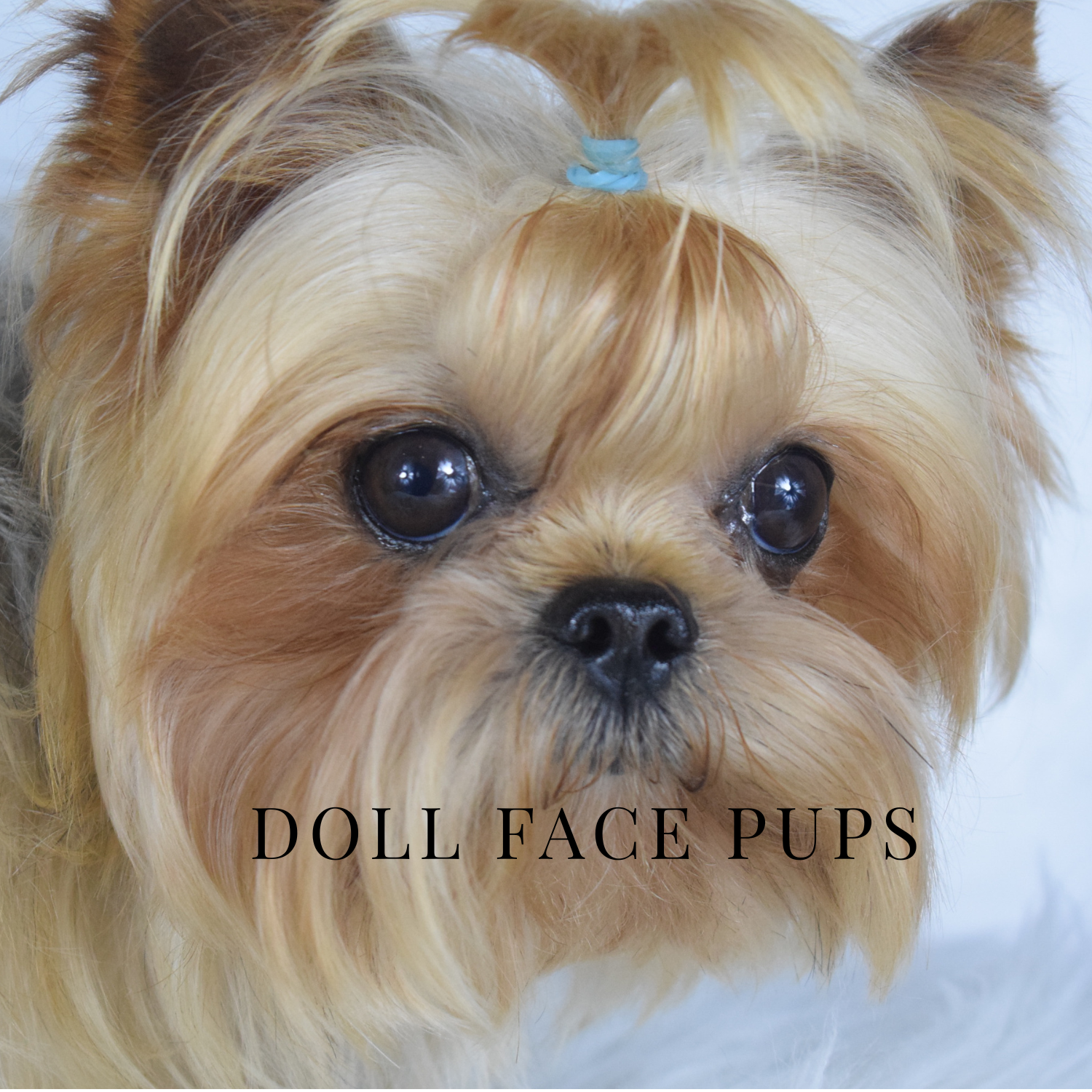 Playboy — Yorkshire Terrier at Doll Face Pups
