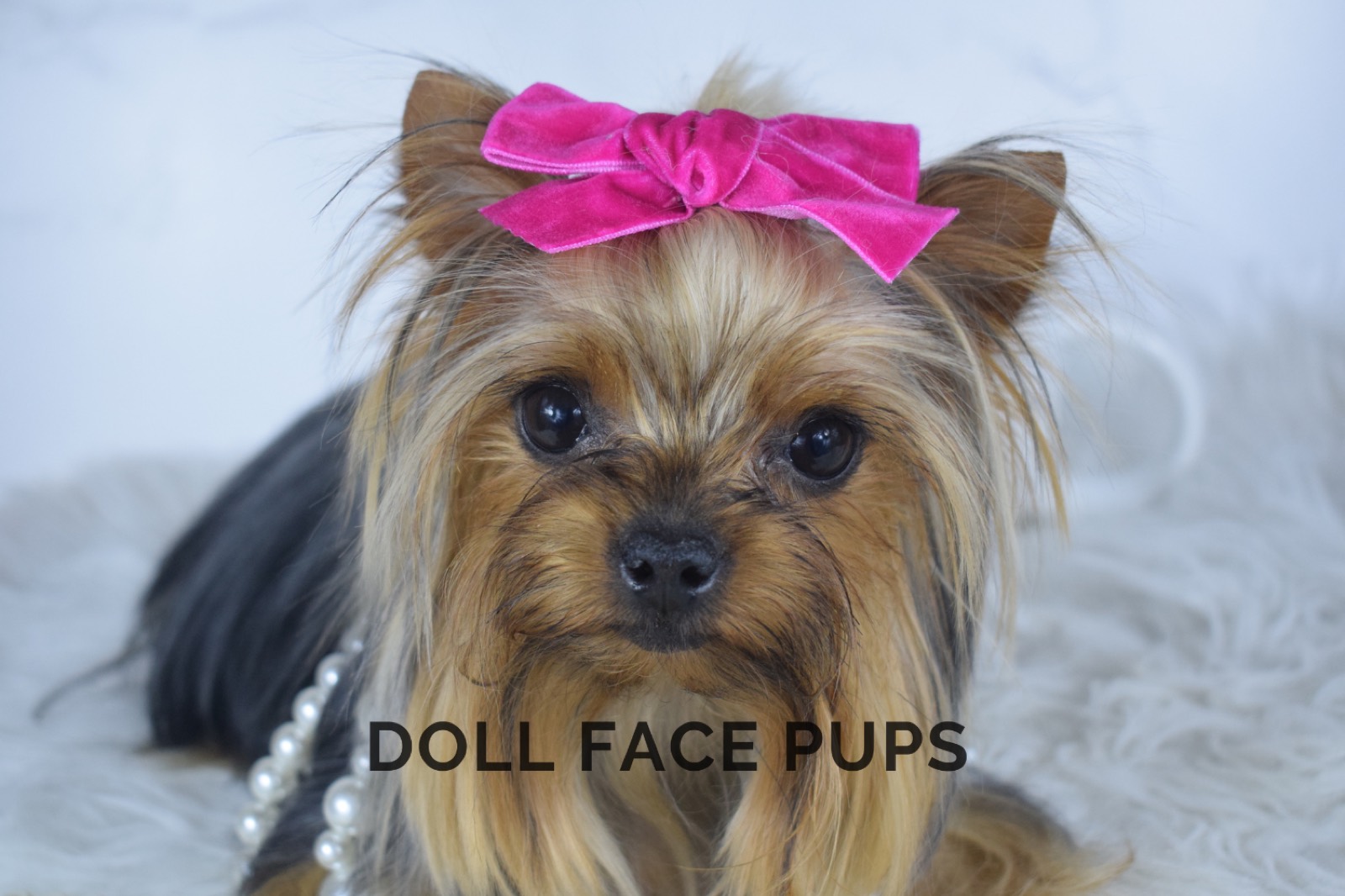 Taffy — photo 4