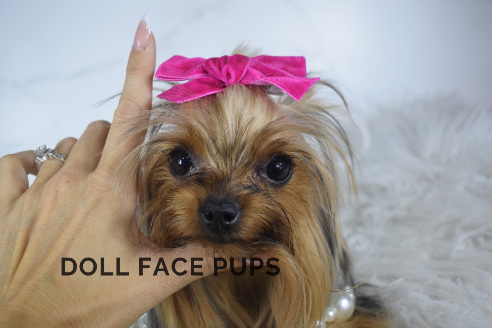 Taffy — photo 6