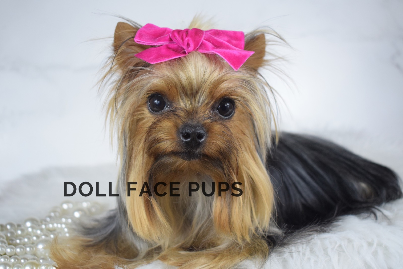 Taffy, a Babydoll Yorkshire Terrier at Doll Face Pups