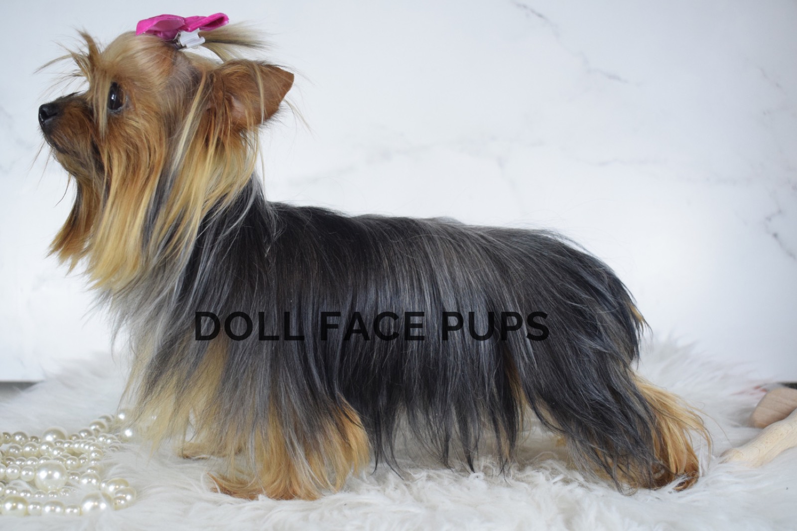 Taffy — photo 7