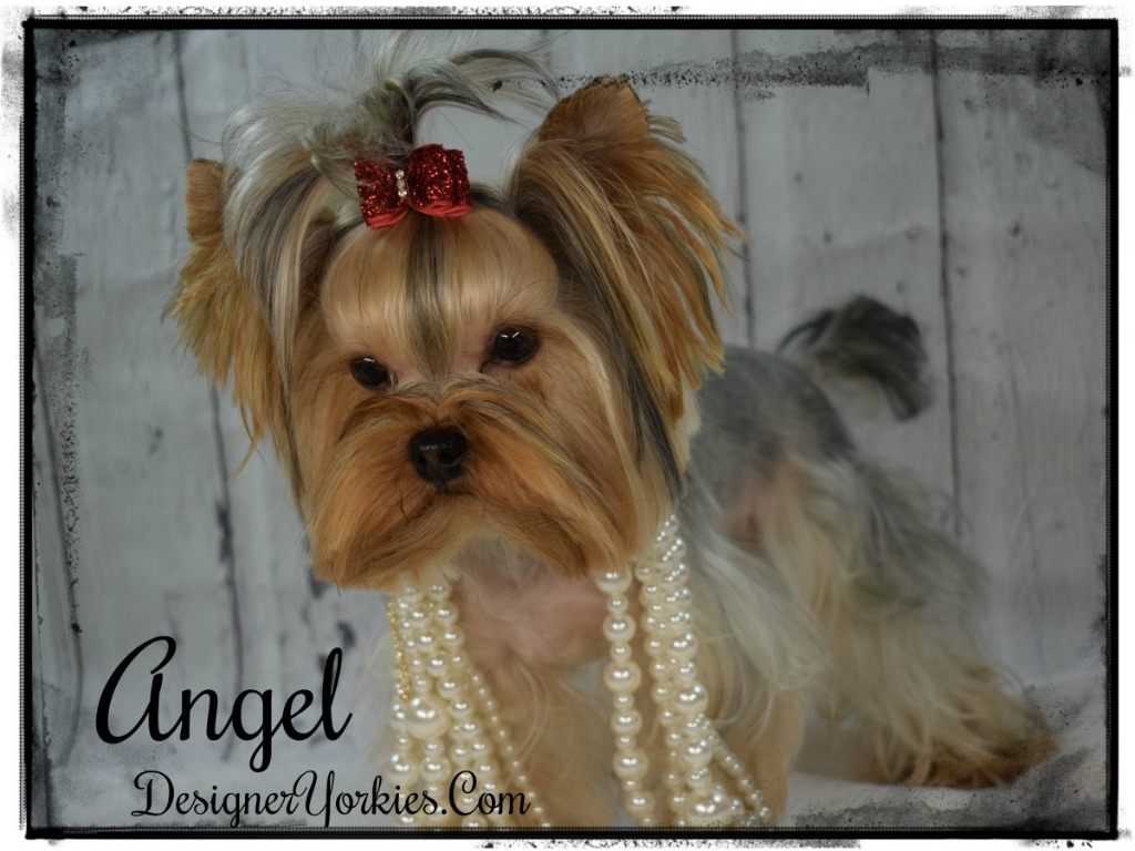 Angel 1